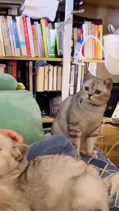 The jealous brother
