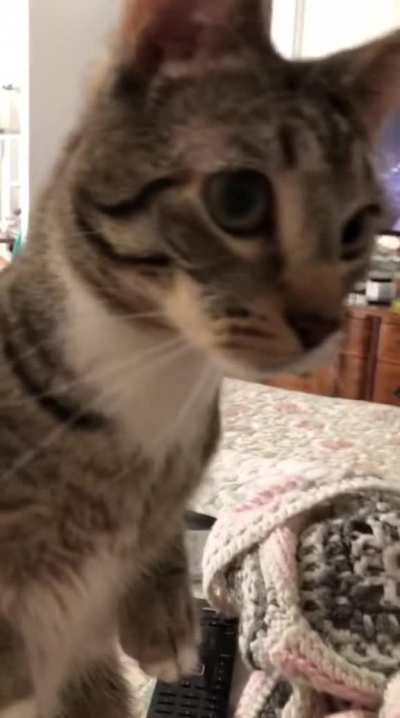 Kangaroo but Meow