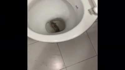 So there was a mouse on my friends toilet today