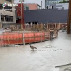 Fresh concrete + Goose