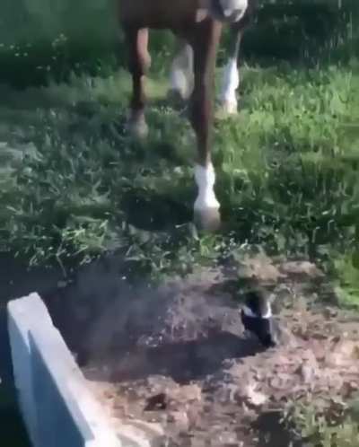 Someone mentioned this earlier. Another savage horse destroying a poor bird just wanting to make friends