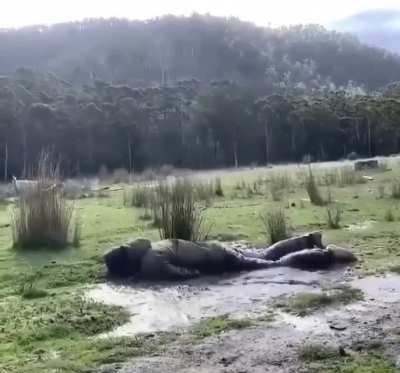 To do a backflip