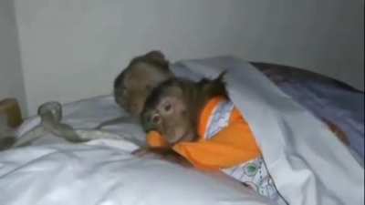 Monkey love