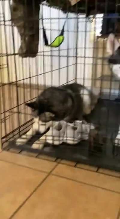 Locked up for destroying every shoe in sight