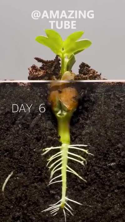 Time Lapse of a Peanut seed