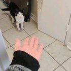 A small compilation of my cat yelling at me