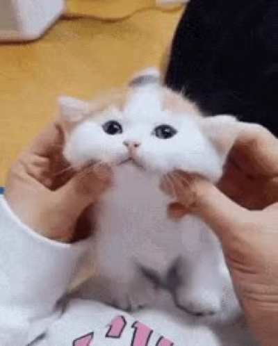 nomnomnom 😺😻