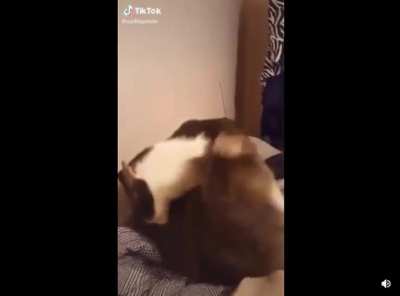Do cats count?