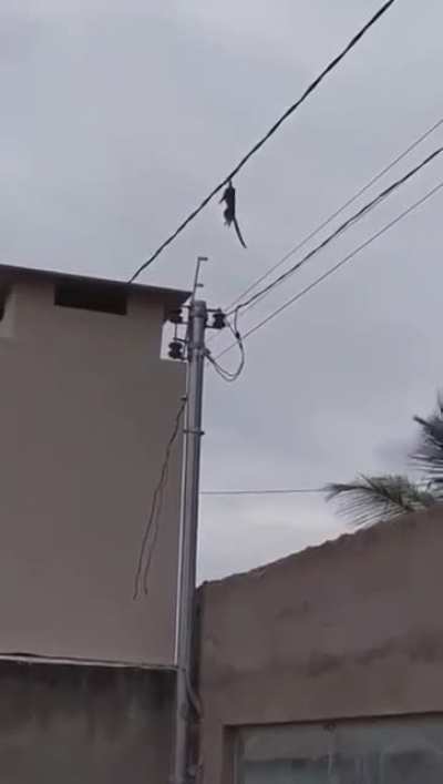 o macaco