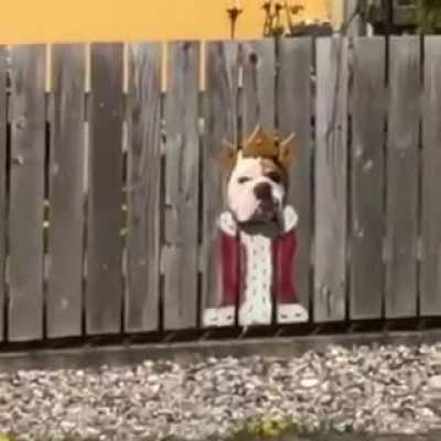 This dog love peaking outside the fence, so they painted a costume for him.