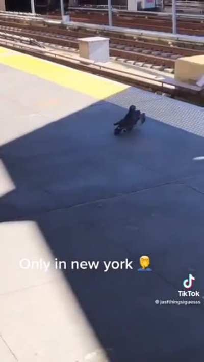 [Repost] Pigeon mafia confirmed