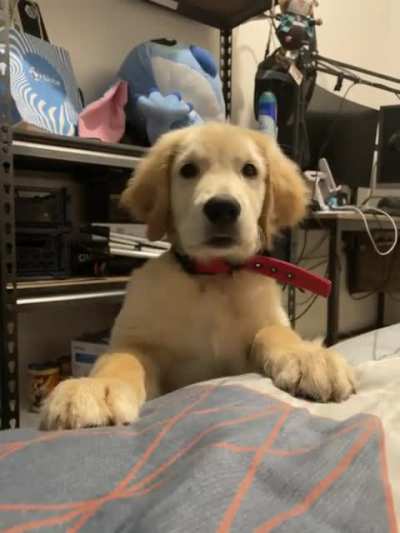 Surprise pupper