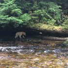 🔥 A Spirit Bear taking a stroll 🔥