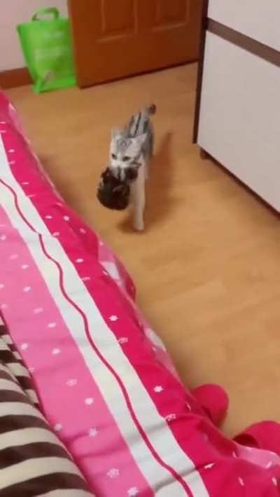 Cat mommy introduces her kittens to her human mom