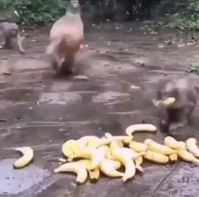Eat banana