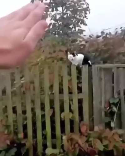 Sieg Cat