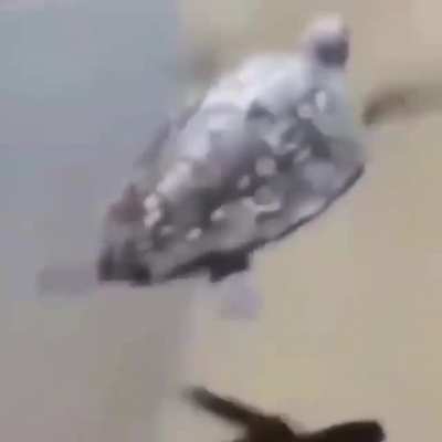 q ?