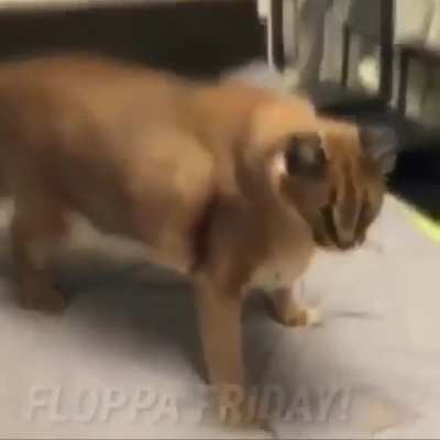 Ayo Floppy