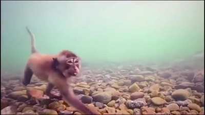 Водол<wbr>азы