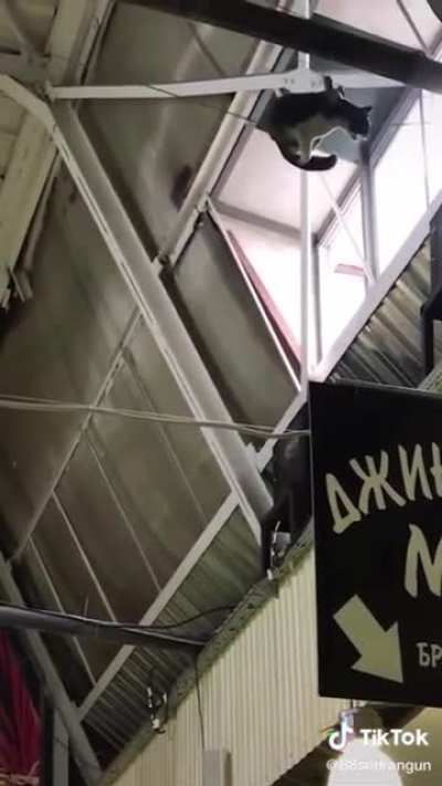Мохна<wbr>тый акробат