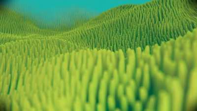 Sea Anemone Field