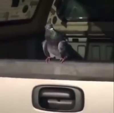bird