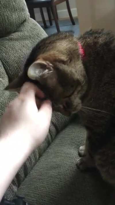Cat bit my damn hand