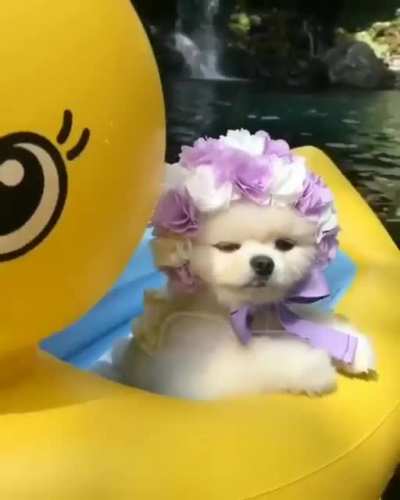 Summer dog