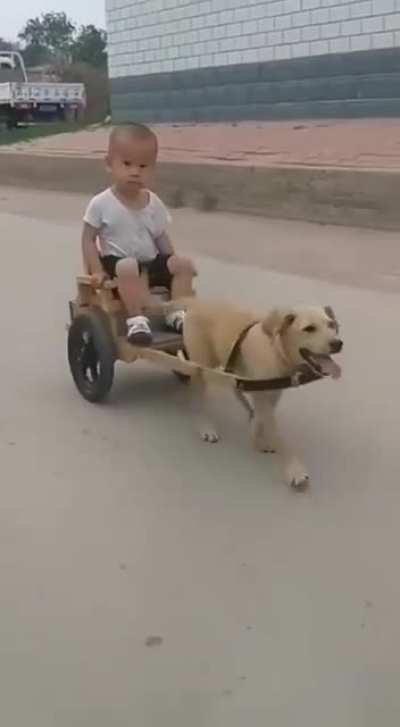 Is your puppy like that?