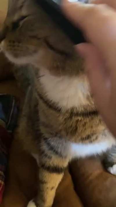Currently in the hospital alone && missing my babies. Here’s some head brushies ❤️❤️