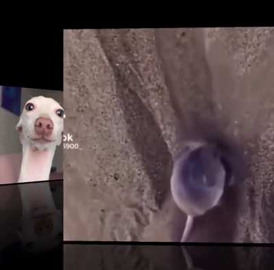 for the song google butt sex
