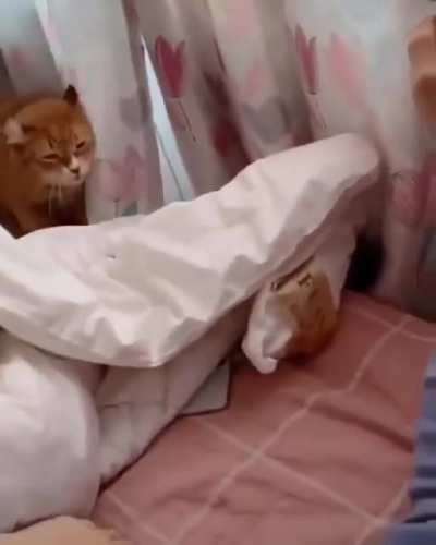 Cuddlebug