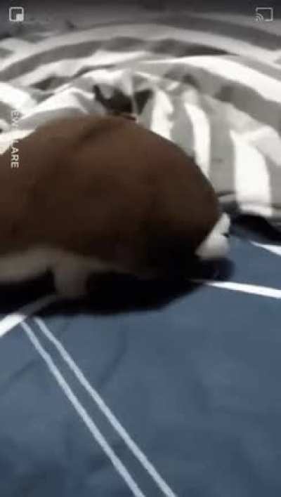 Vc já viu muita coisa hj, que tal ver um gato que acha que é uma tartaruga?