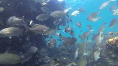 Marmion marine park,Perth Western Australia