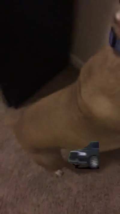 this dog is cr