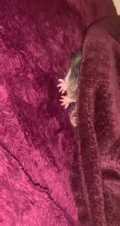 Open for a surprise! 🐀🐀🐀