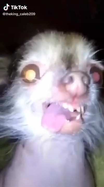 this dog is expired