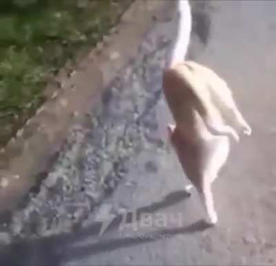 Featherless ✅ + biped ✅