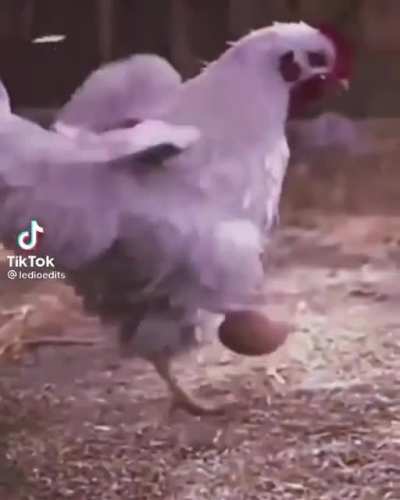 Chicken