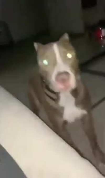 Don’t scare your dogs people