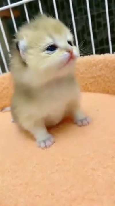 Like a little chick
