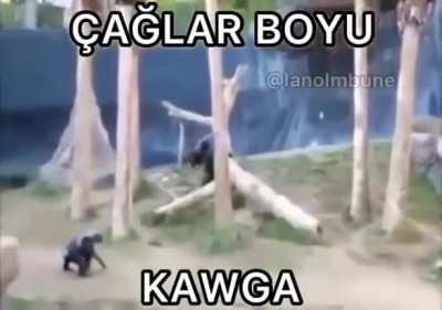 Bum pat kür kabowww