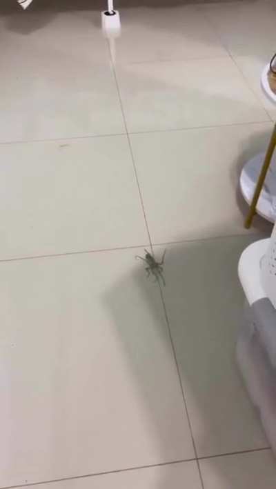 OCTOPUS swimming inside the house