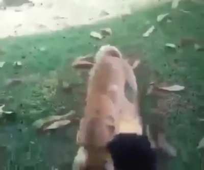 Imagina sai um híbrido do menino entre humano e cachorro