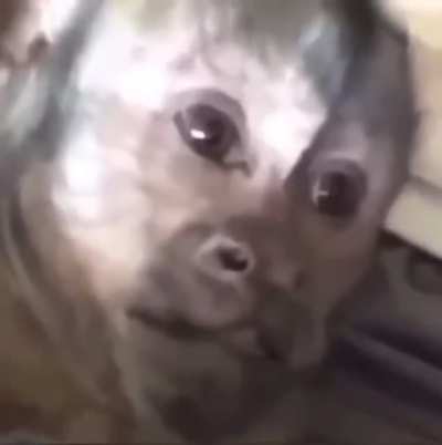 Monke