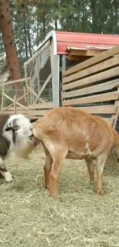 Living on a Farm