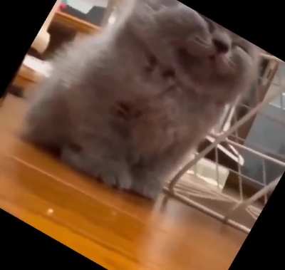 Fear His Wrath<wbr>‼️😸