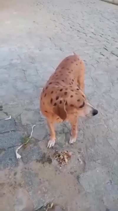 jaguar dog