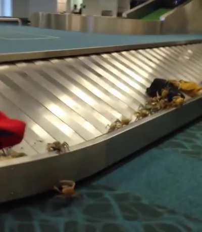 When your luggage tries to escape