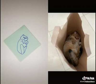 (○｀ω´○) cat